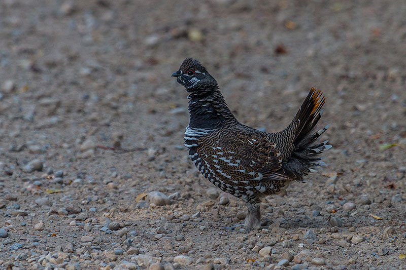 ... und das m&auml;nnliche Pendant