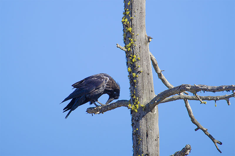Rabe bei der Pedik&uuml;re ;-)