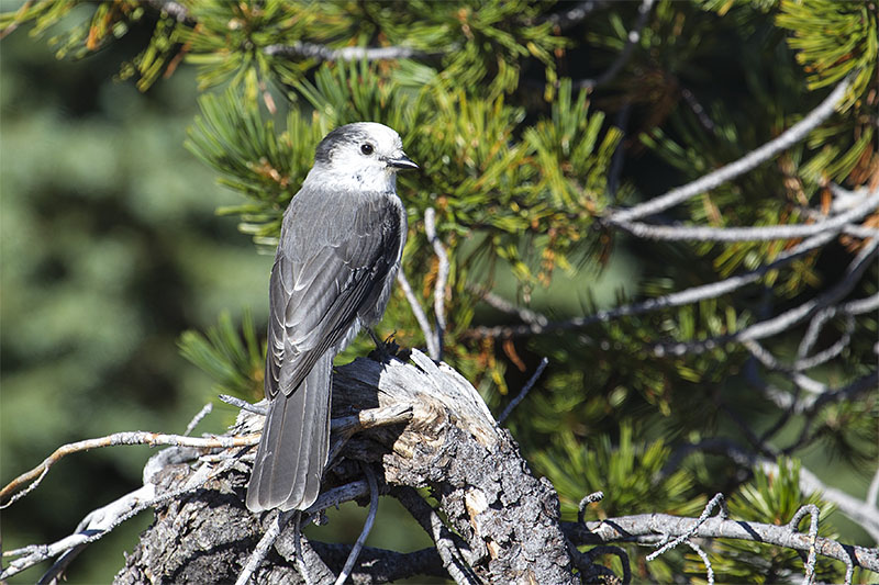 Grey Jay