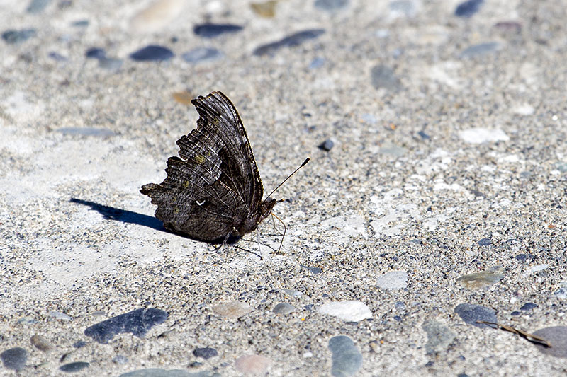 Um uns herum gibt es viele Schmetterlinge