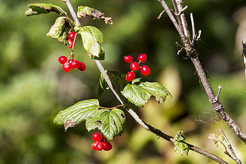 ... nat&uuml;rlich gab es nur Beeren, aber keine B&auml;ren :-(