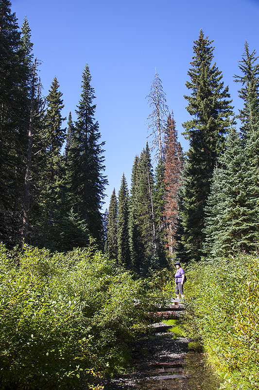 Jetzt wird der Weg kurz un&uuml;bersichtlich ...