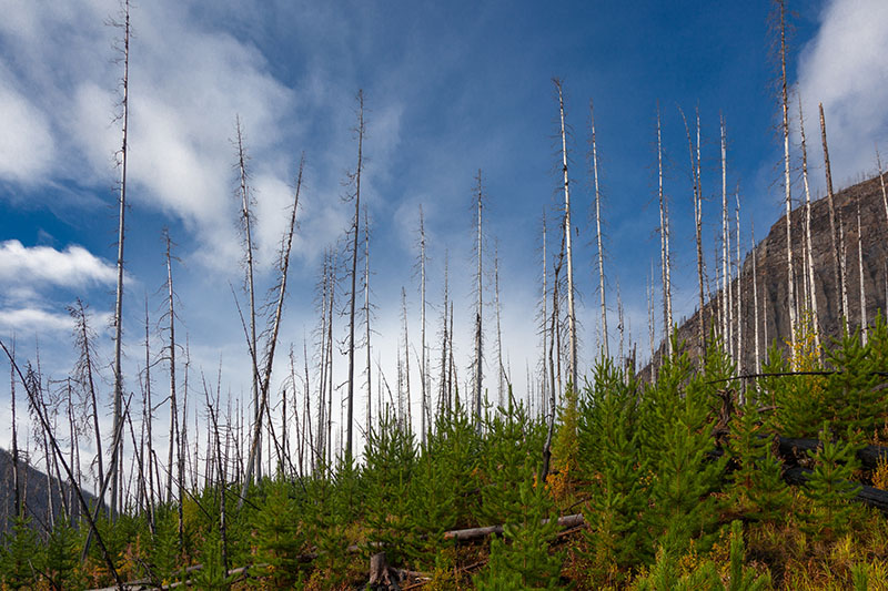 Abgestorbene B&auml;ume und nachwachsendes Gr&uuml;n