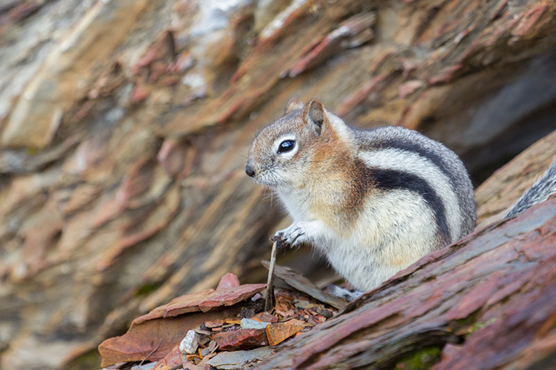 ... wird es wohl oft von Touristen gef&uuml;ttert