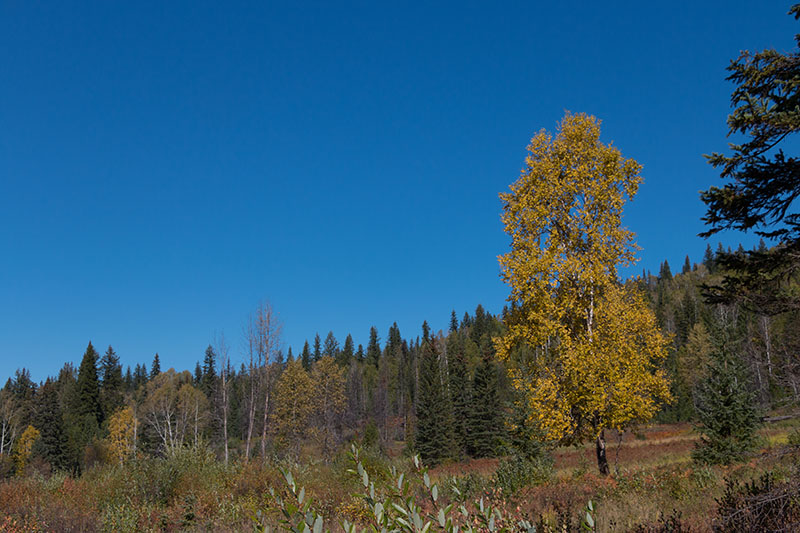 ... und &uuml;ber Wiesen ...