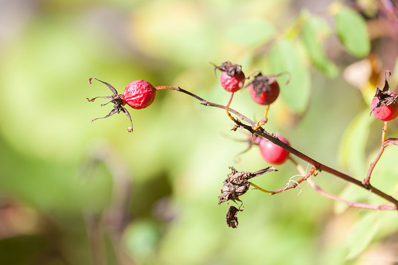 Vertrocknete Beeren ...