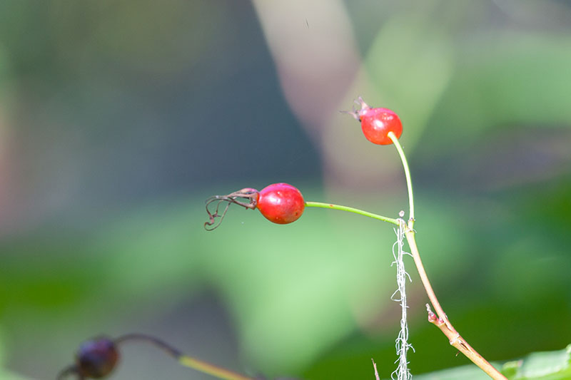 ... die hier sind noch etwas frischer