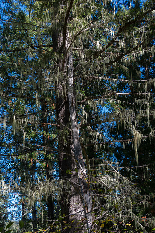 Spanish Moss an den B&auml;umen