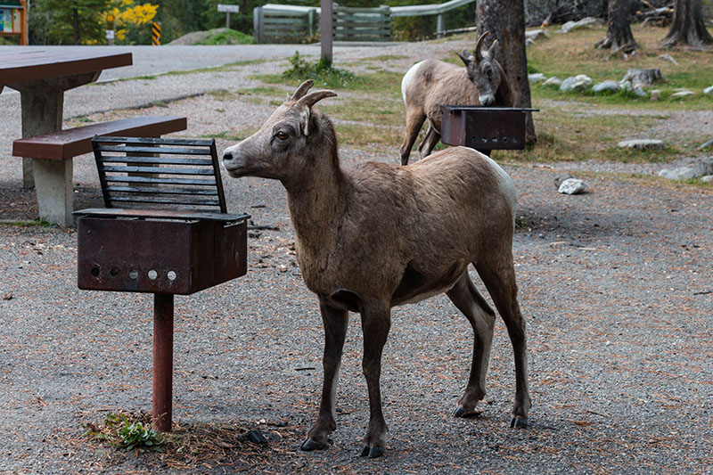 An einem Picknikplatz ...