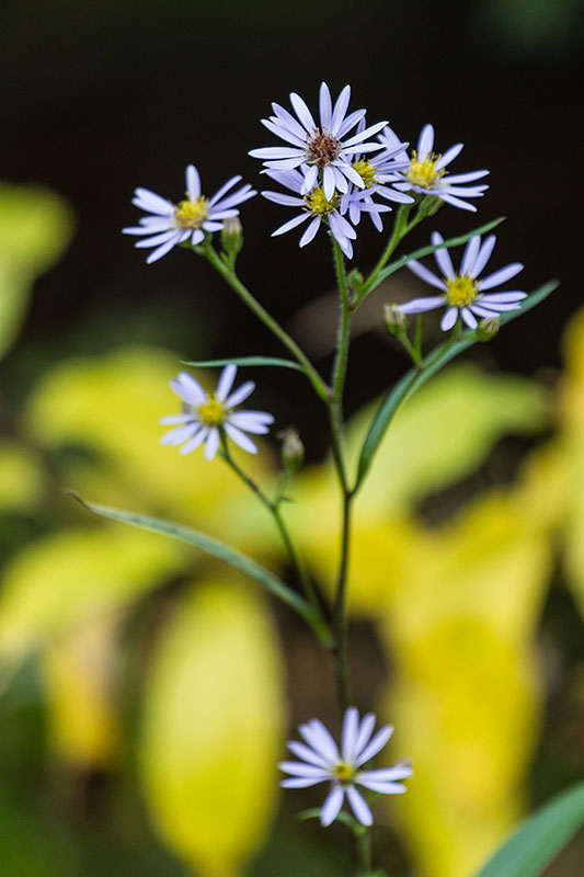 Die letzten Bl&uuml;ten zeigen ihre Pracht