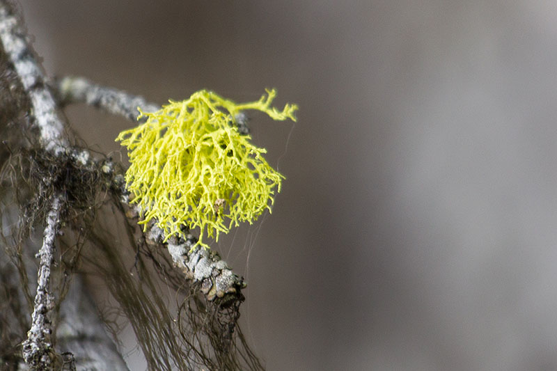 Moose und Flechten ...