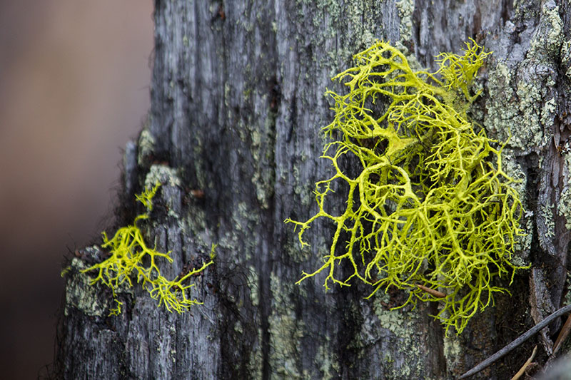 ... sind im Regenwald &uuml;berall anzutreffen