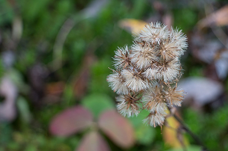 Die Samen werden ausgestreut
