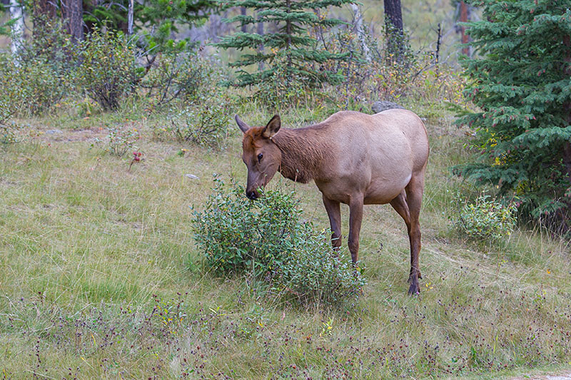 Hirschkuh beim &Auml;sen