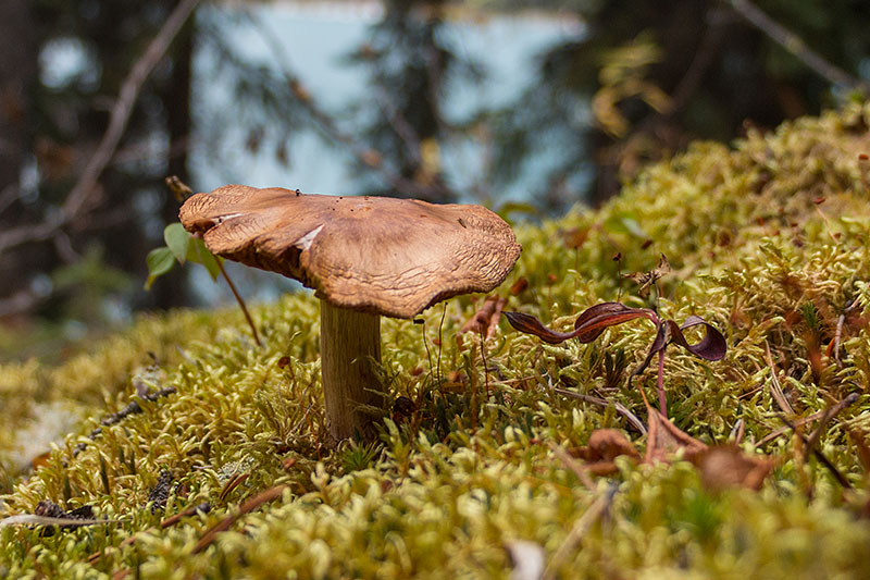 Und noch ein Bewohner des Waldes