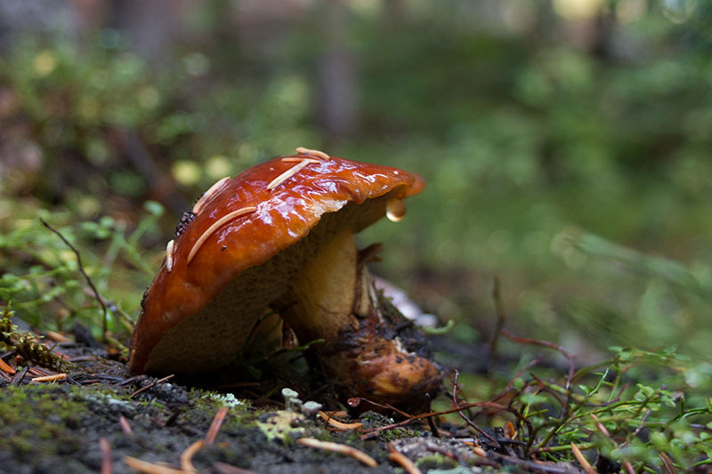 ... finden wir wieder zahlreiche Pilze