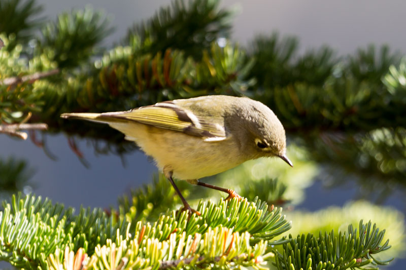 Auch die gefiederten Freunde ...