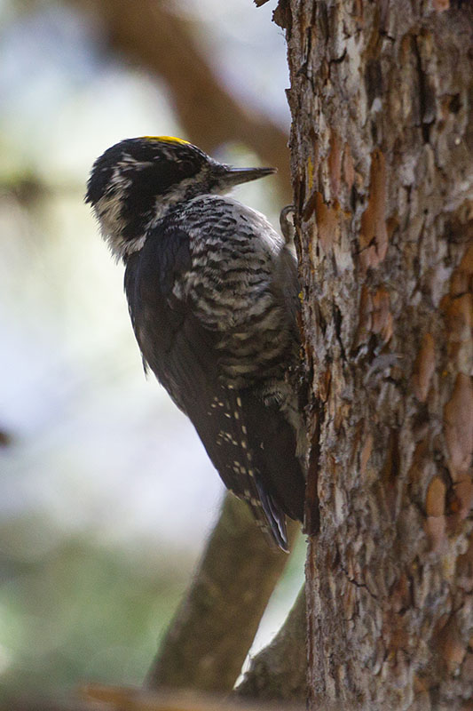 Ein Specht bei seiner Klopfarbeit