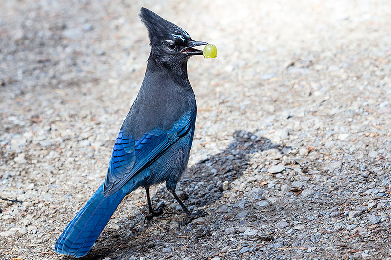 Ein Steller's Jay klaut Trauben bei Touristen