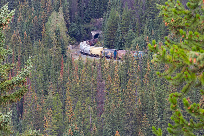 Bei den "Spiral Tunnels". Durch zwei spiralf&ouml;rmige Tunnel ...