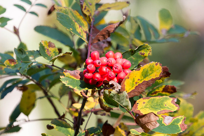 Neben kleinen Beeren ...