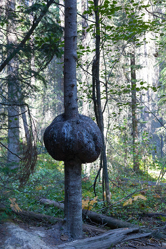 ... gibt es auch gro&szlig;e "Beeren" ;-)