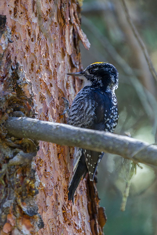 Specht beim H&auml;mmern