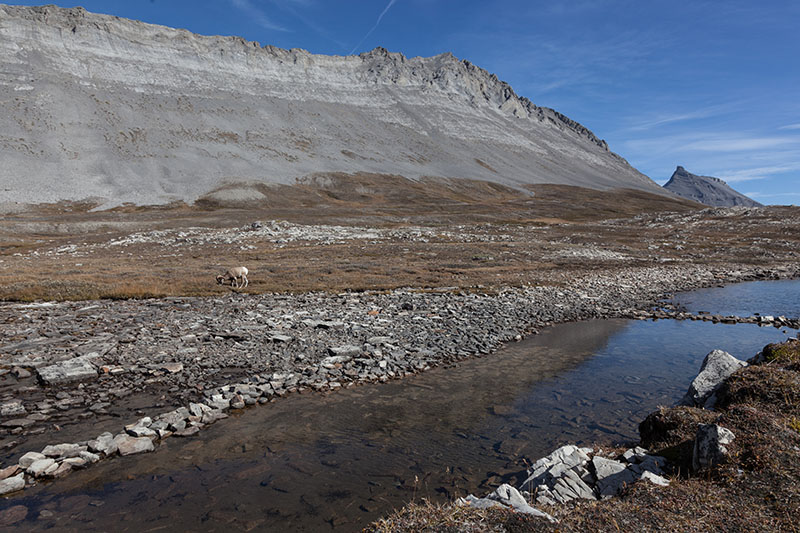 Bighorn-Schaf auf einsamer Flur