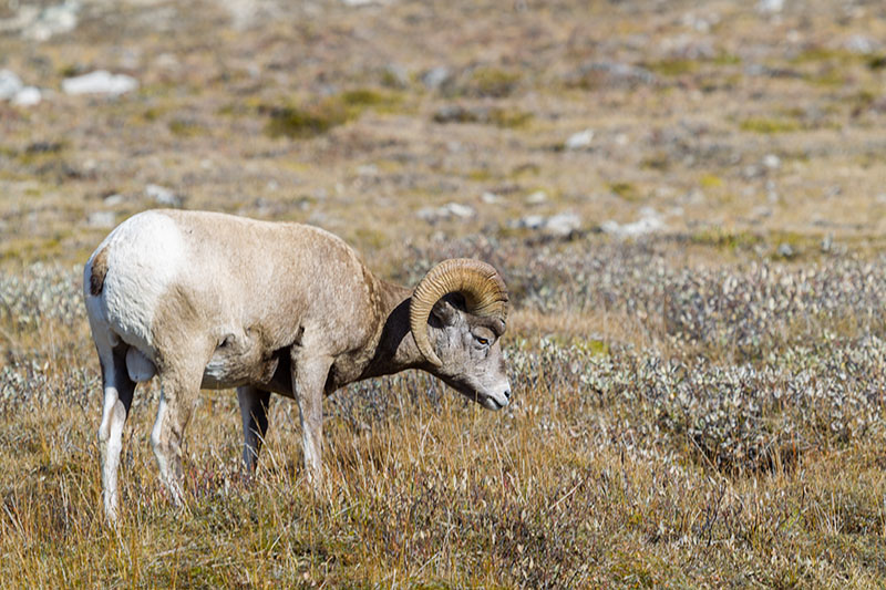 Das Tier l&auml;sst sich von mir nicht st&ouml;ren