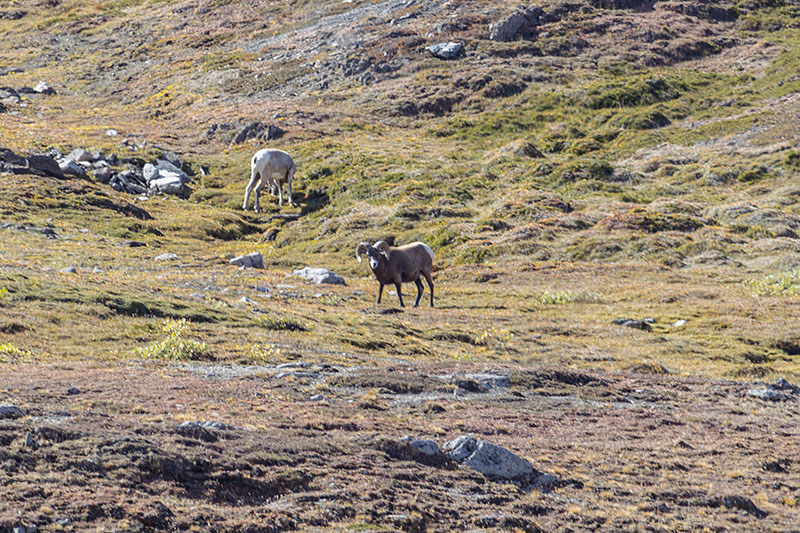 Bighorns beim Grasen
