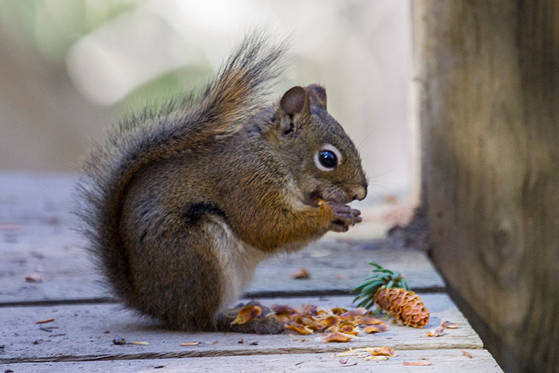 Ein zutrauliches Eichh&ouml;rnchen