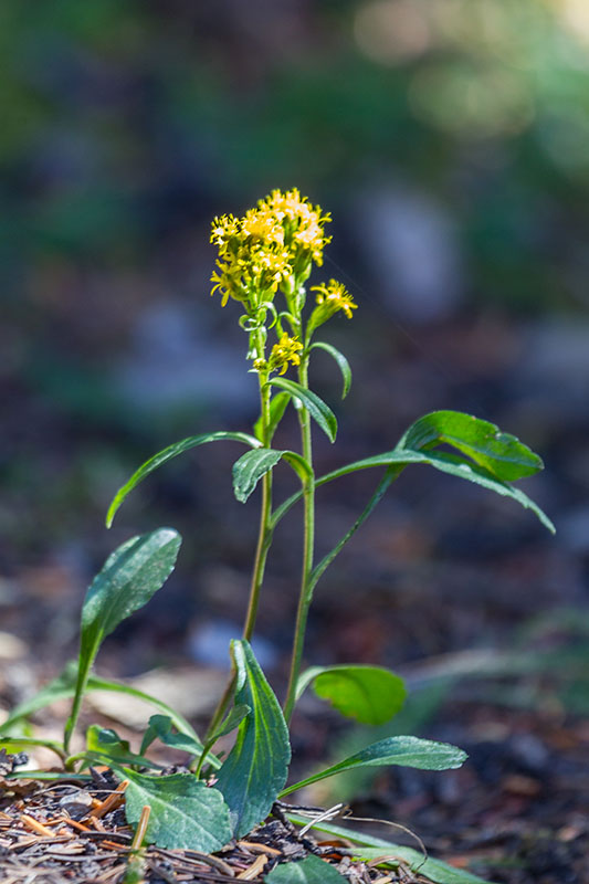 Bl&uuml;mchen gibt es auch