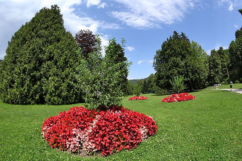 Blumenpracht im Kurpark