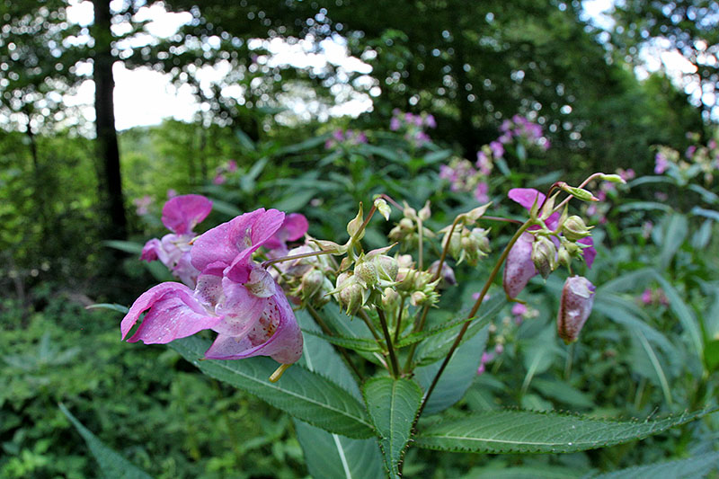 Sch&ouml;ne Pflanzen im Wald