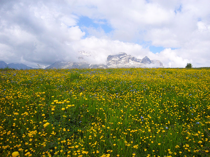 Wiesen bis zum Horizont
