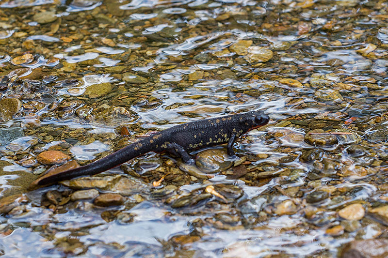 Kleiner Molch am Flüsschen