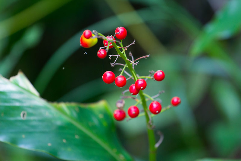 Rote Beeren leuchten zwischen dem &uuml;ppigen Gr&uuml;n