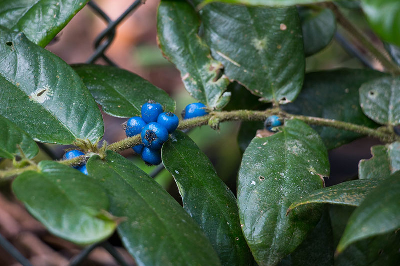 ... sondern auch blaue Beeren