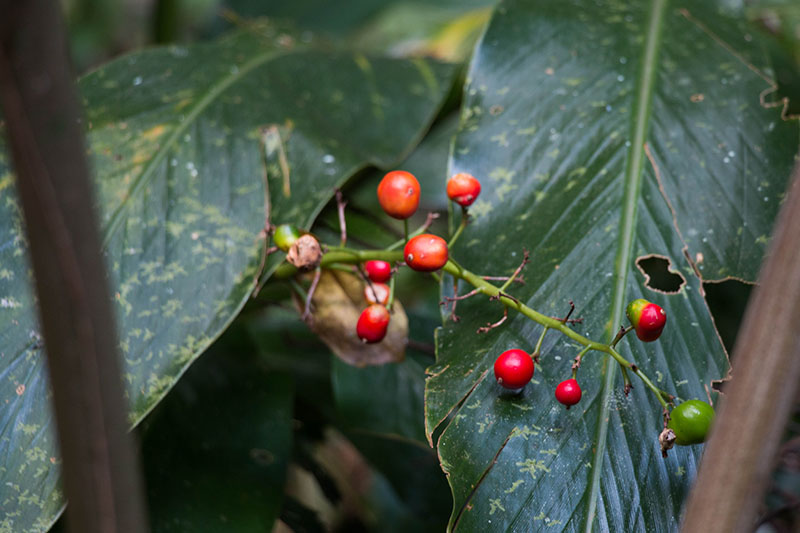 Hier gibt es nicht nur rote ...