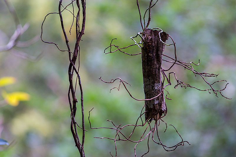 Ein St&uuml;ck Ast hat sich verfangen