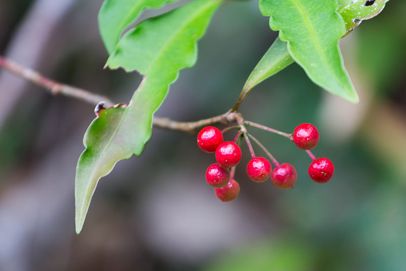 Noch einige Pflanzen ...