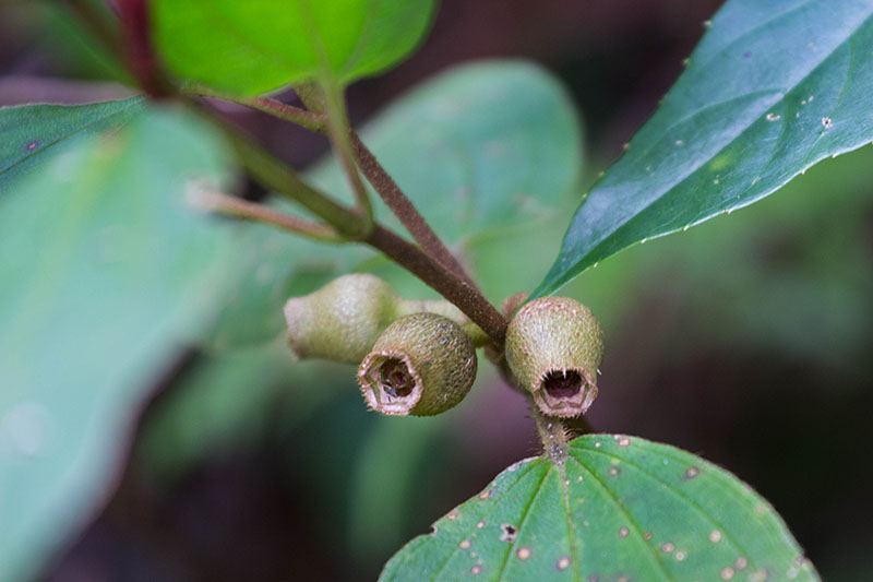 ... durch die Botanik ...