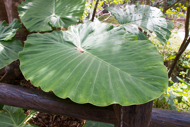 Riesige Blätter ...