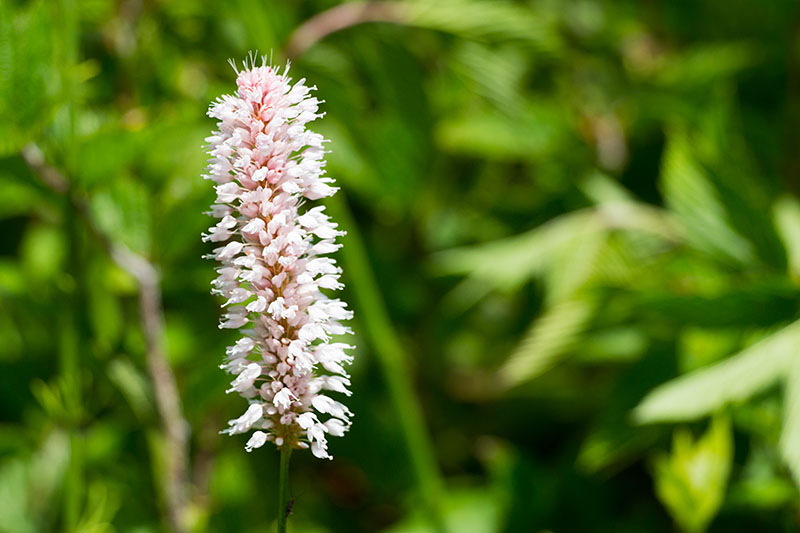 Schlangenkn&ouml;terich [Bistorta officinalis]