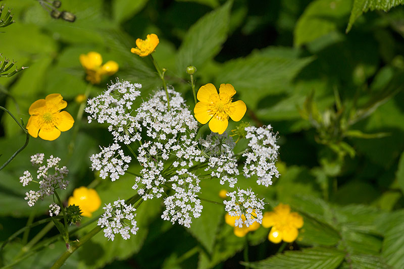 Scharfer Hahnenfu&szlig; [Ranunculus acris] und Schafgarbe [Achillea millefolium]