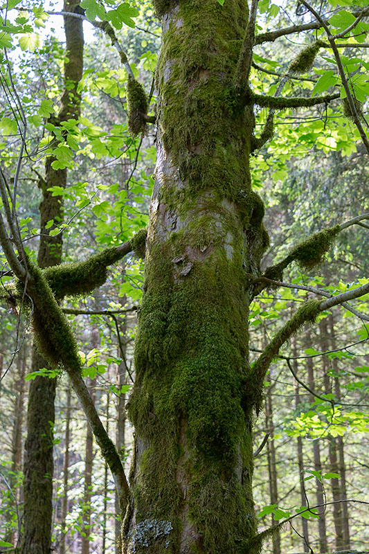 Manche Bäume sind dick mit Moos bewachsen