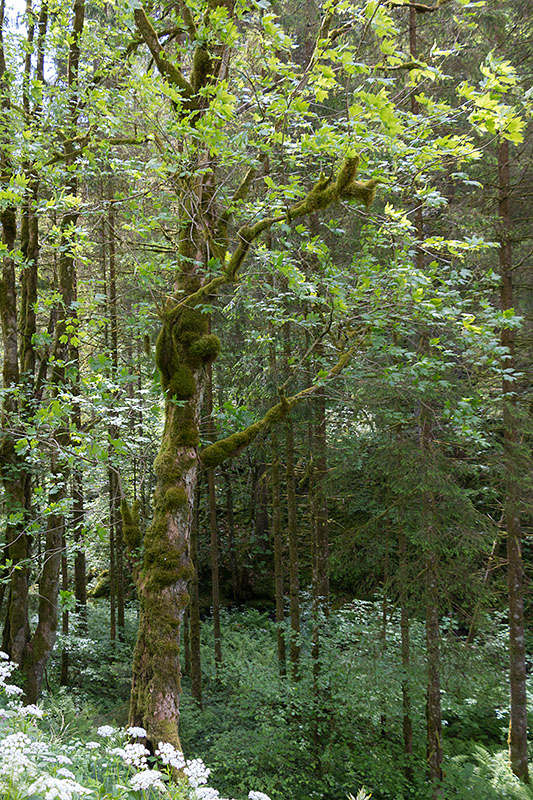 Wieder moosbewachsene Bäume ...