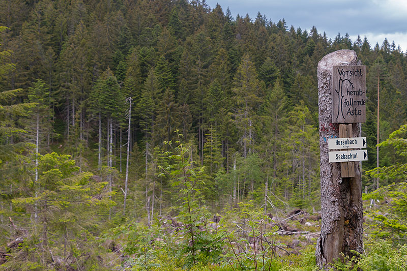 Von wo sollen die &Auml;ste denn herabfallen?