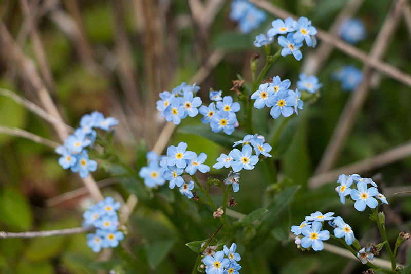 Sumpf-Vergissmeinnicht [Myosotis palustris]
