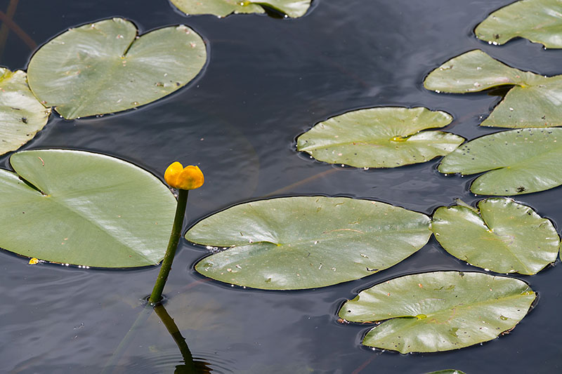 ... hier die Ausnahme, aber noch nicht ganz geöffnet